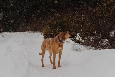 棕褐色的狗站在绿叶树旁的雪地上